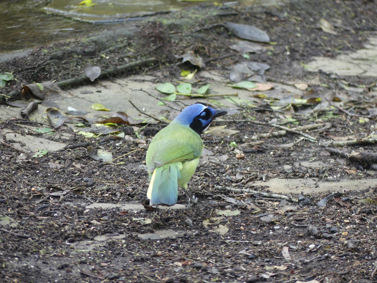 Inkablaurabe - ML647423743