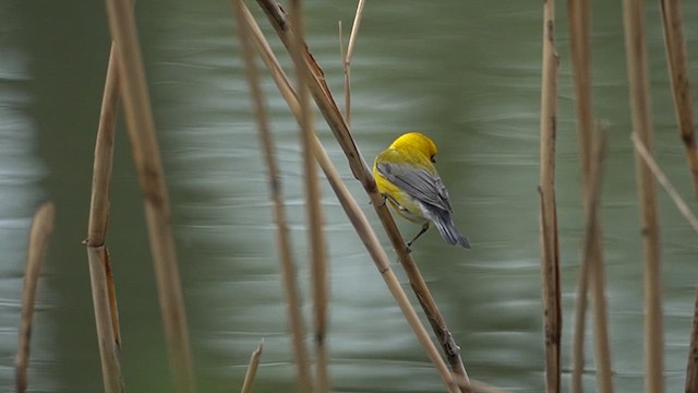 Prothonotary Warbler - ML647423749