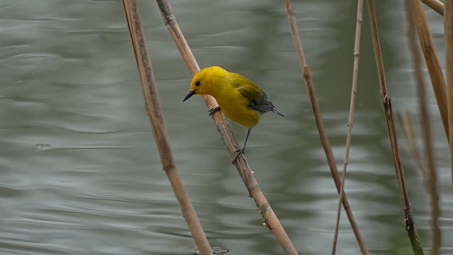 Prothonotary Warbler - ML647423773