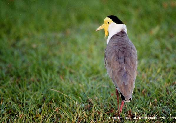 Avefría Militar - ML647423790