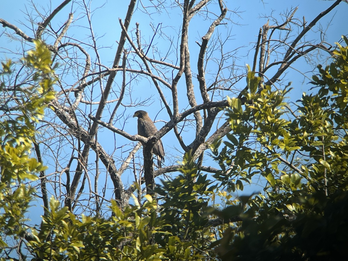 Culebrera Chiíla (grupo cheela) - ML647423794