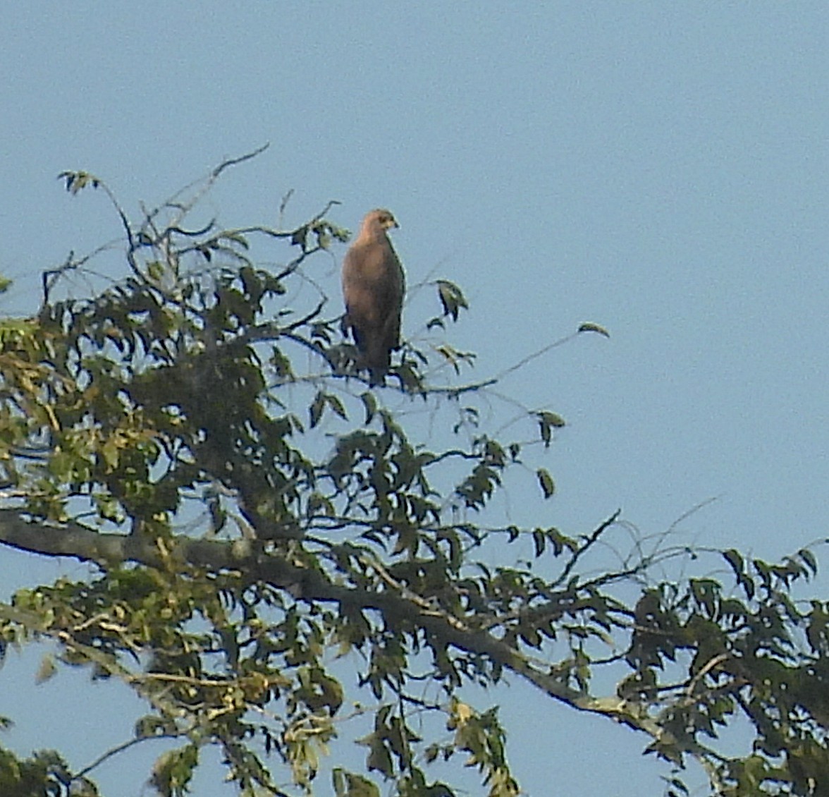 Savanna Hawk - ML647423796