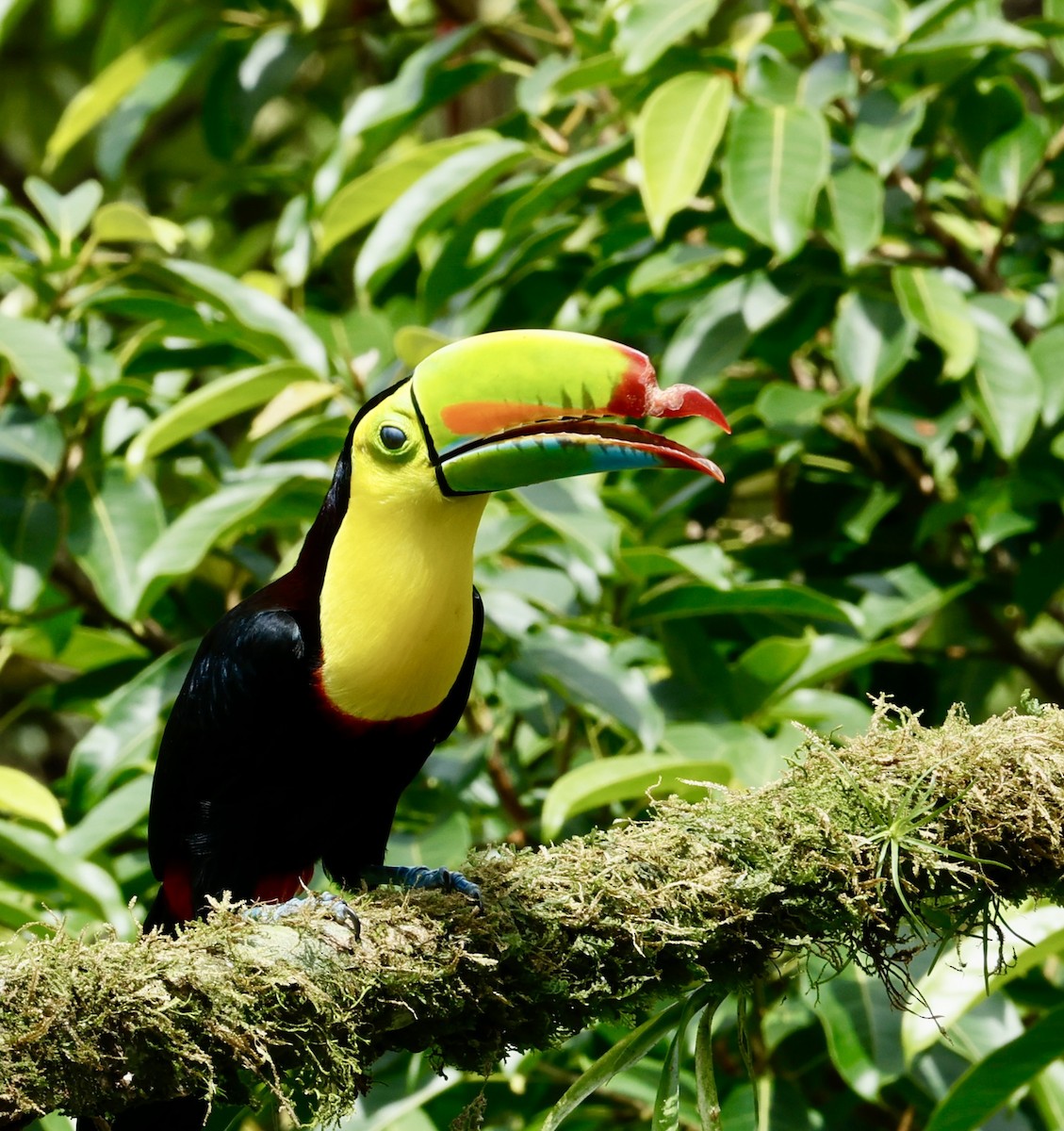 tukan středoamerický - ML647423797