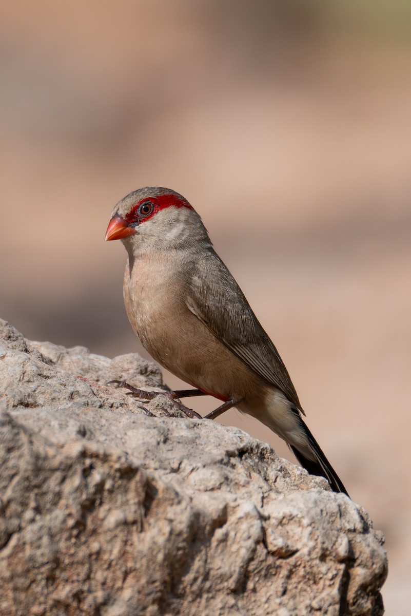Black-rumped Waxbill - ML647423798