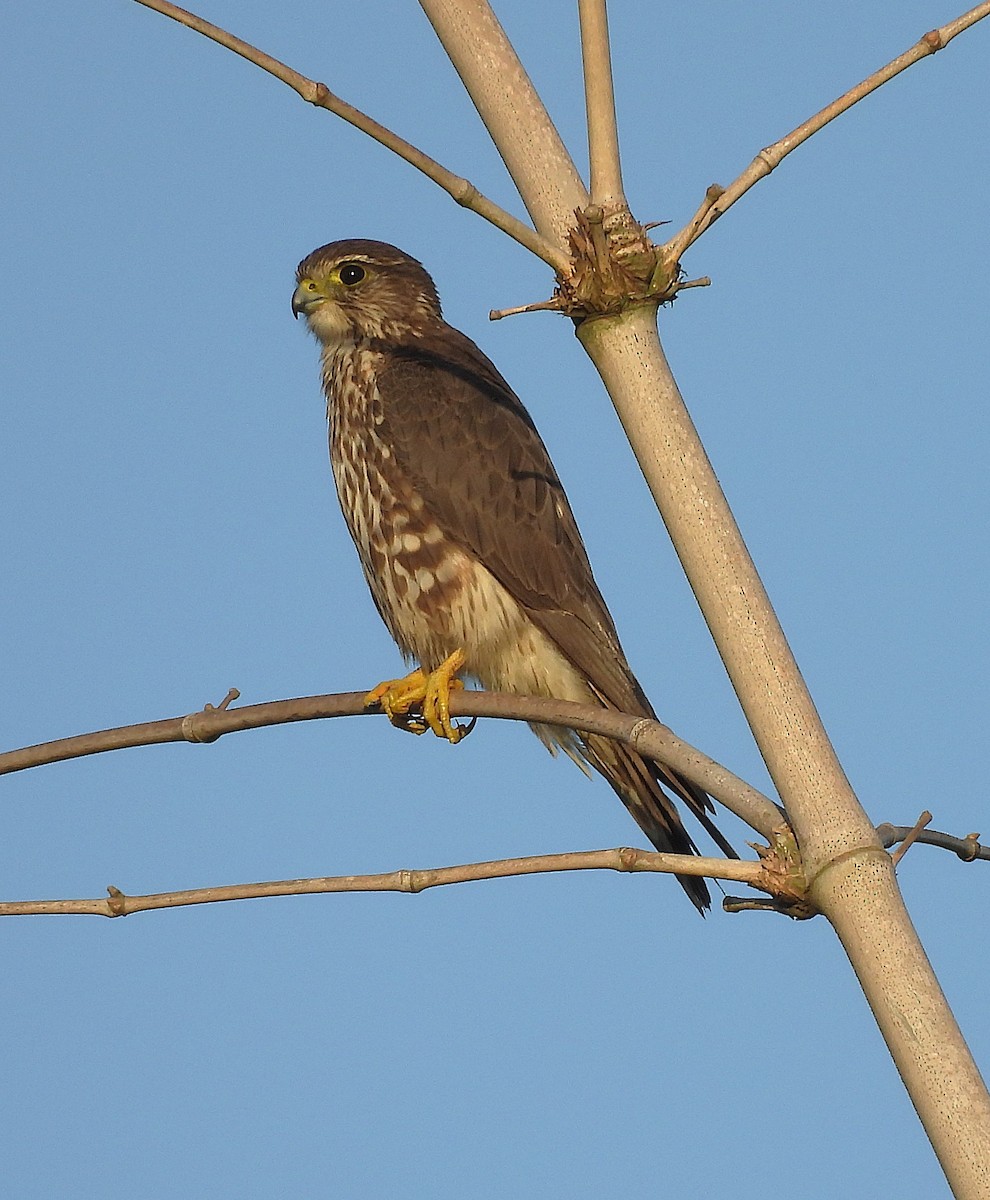 Merlin - ML647423800