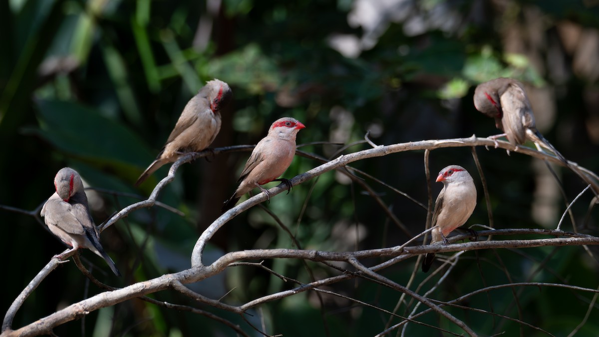 Black-rumped Waxbill - ML647423801