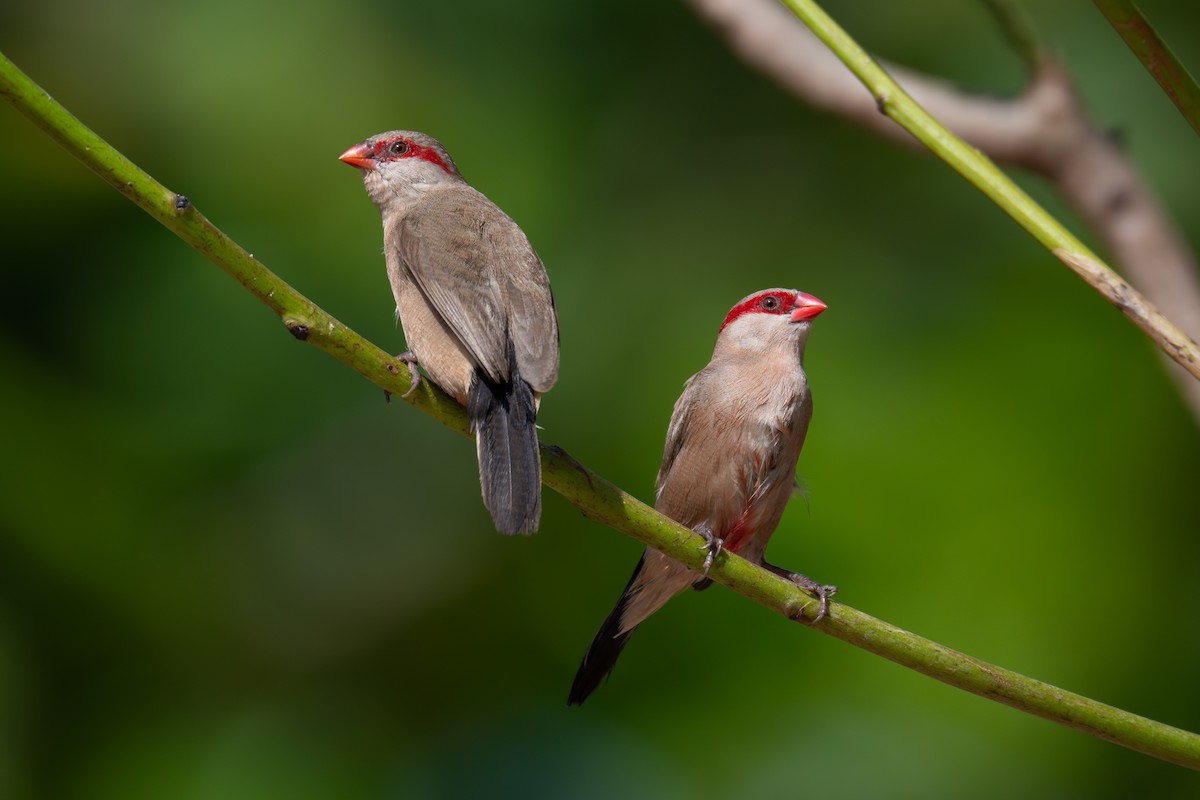 Black-rumped Waxbill - ML647423802