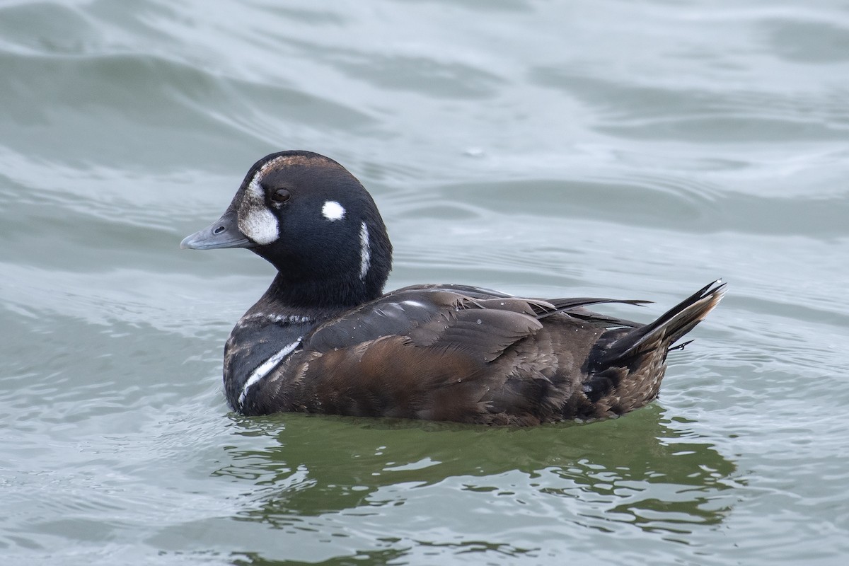 Harlequin Duck - ML647423803