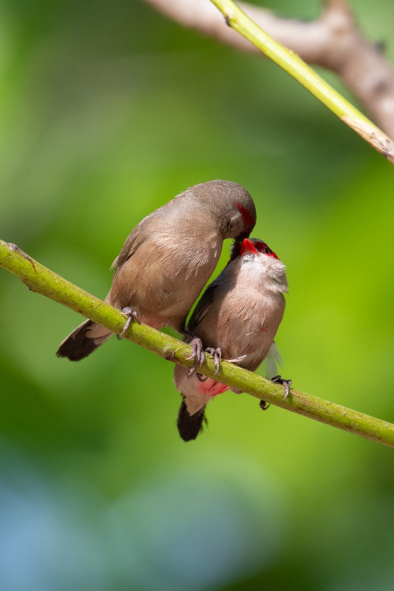 Black-rumped Waxbill - ML647423808