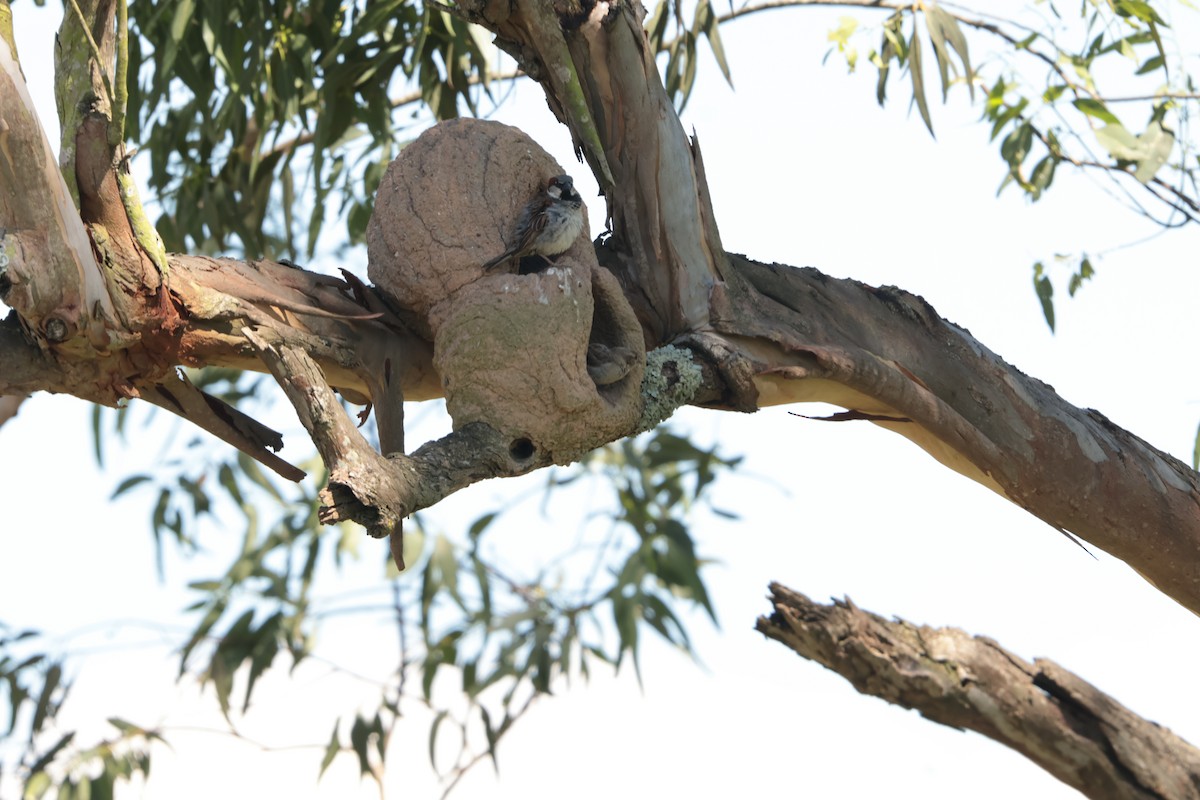 Gorrión Común - ML647423810
