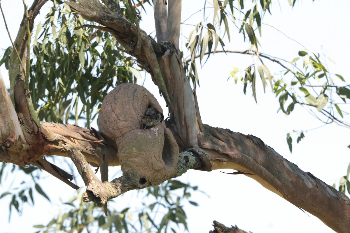 Gorrión Común - ML647423811