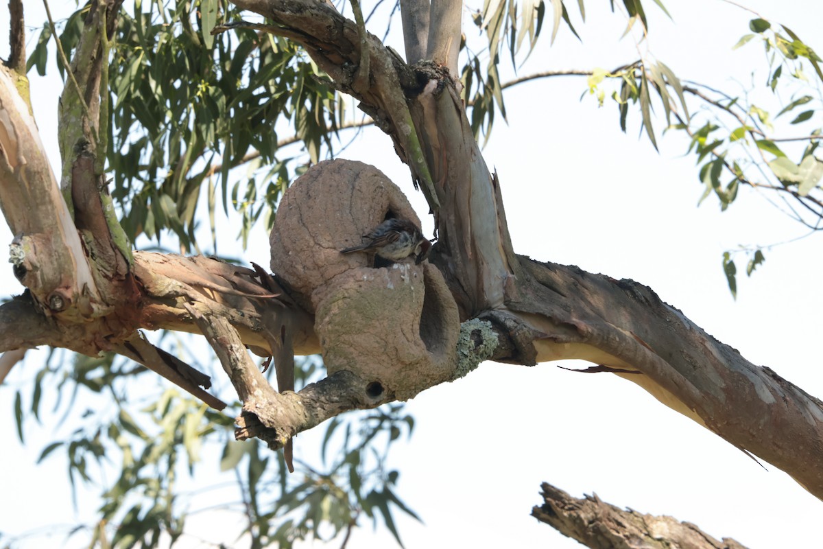 Gorrión Común - ML647423812