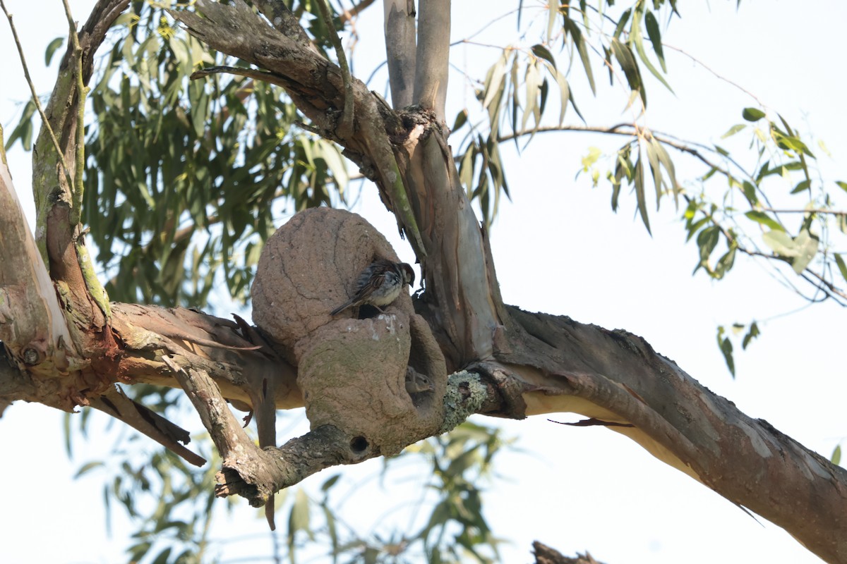 Gorrión Común - ML647423813