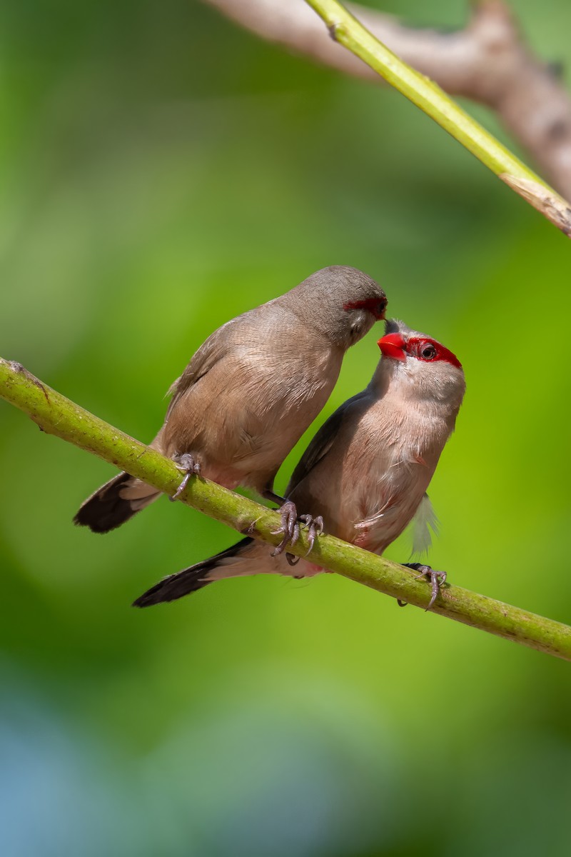 Black-rumped Waxbill - ML647423814