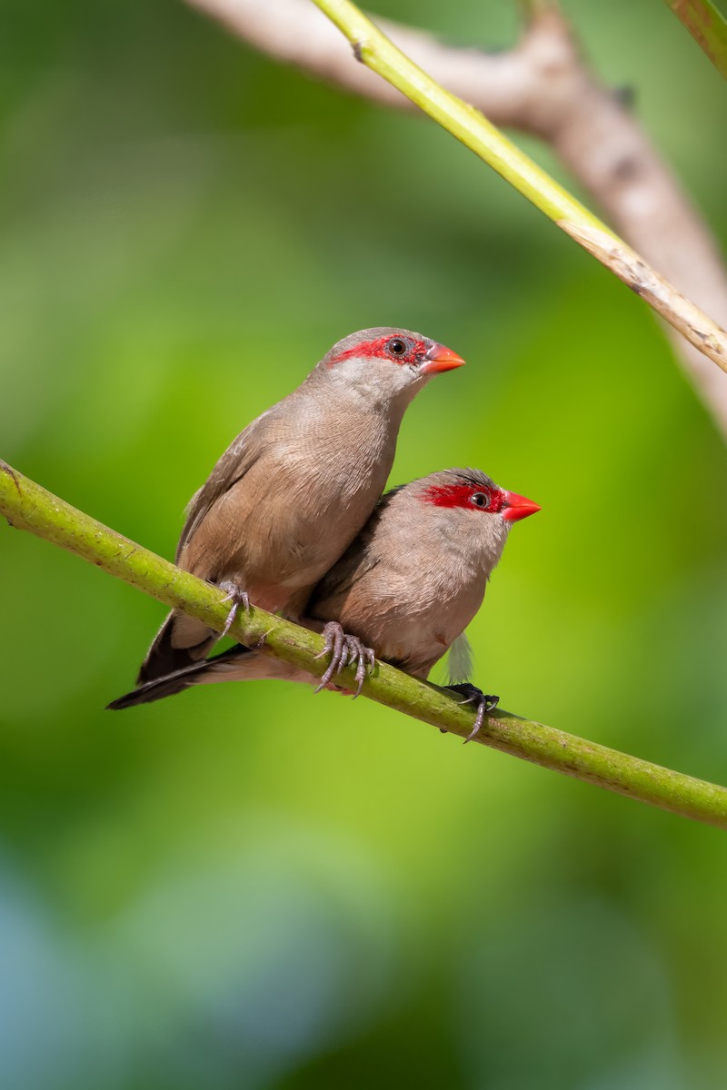Black-rumped Waxbill - ML647423818