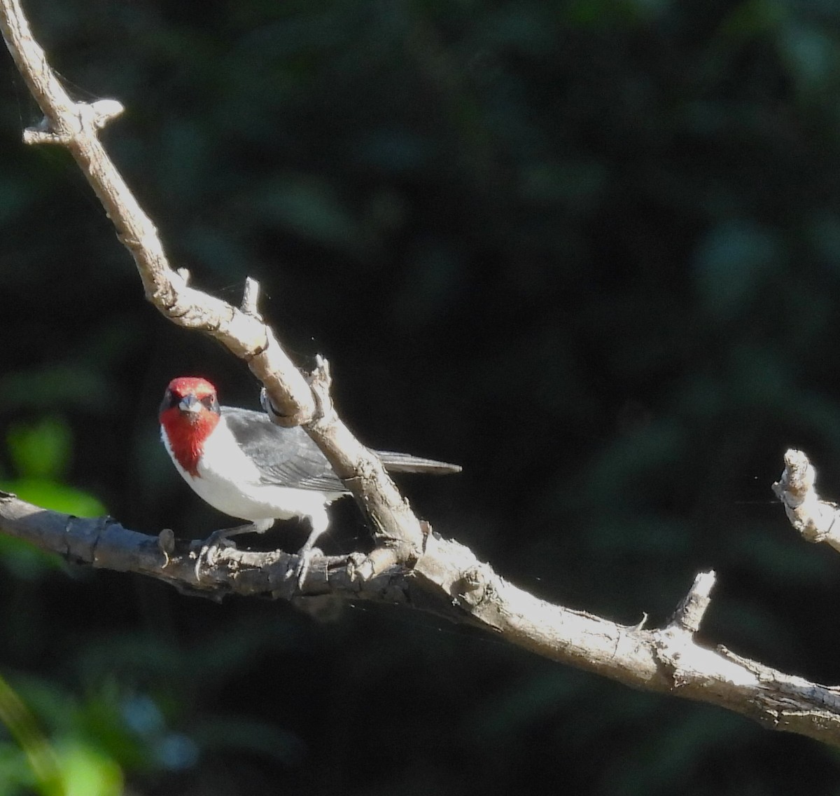 Masked Cardinal - ML647423819