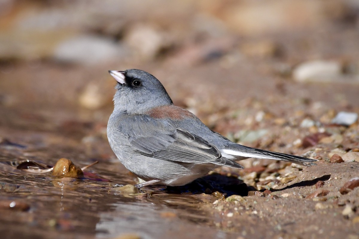 Dark-eyed Junco (Gray-headed) - ML647423821