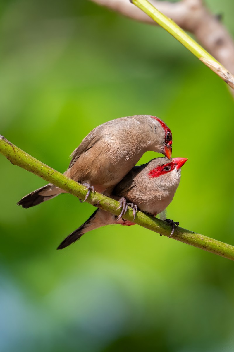 Black-rumped Waxbill - ML647423822