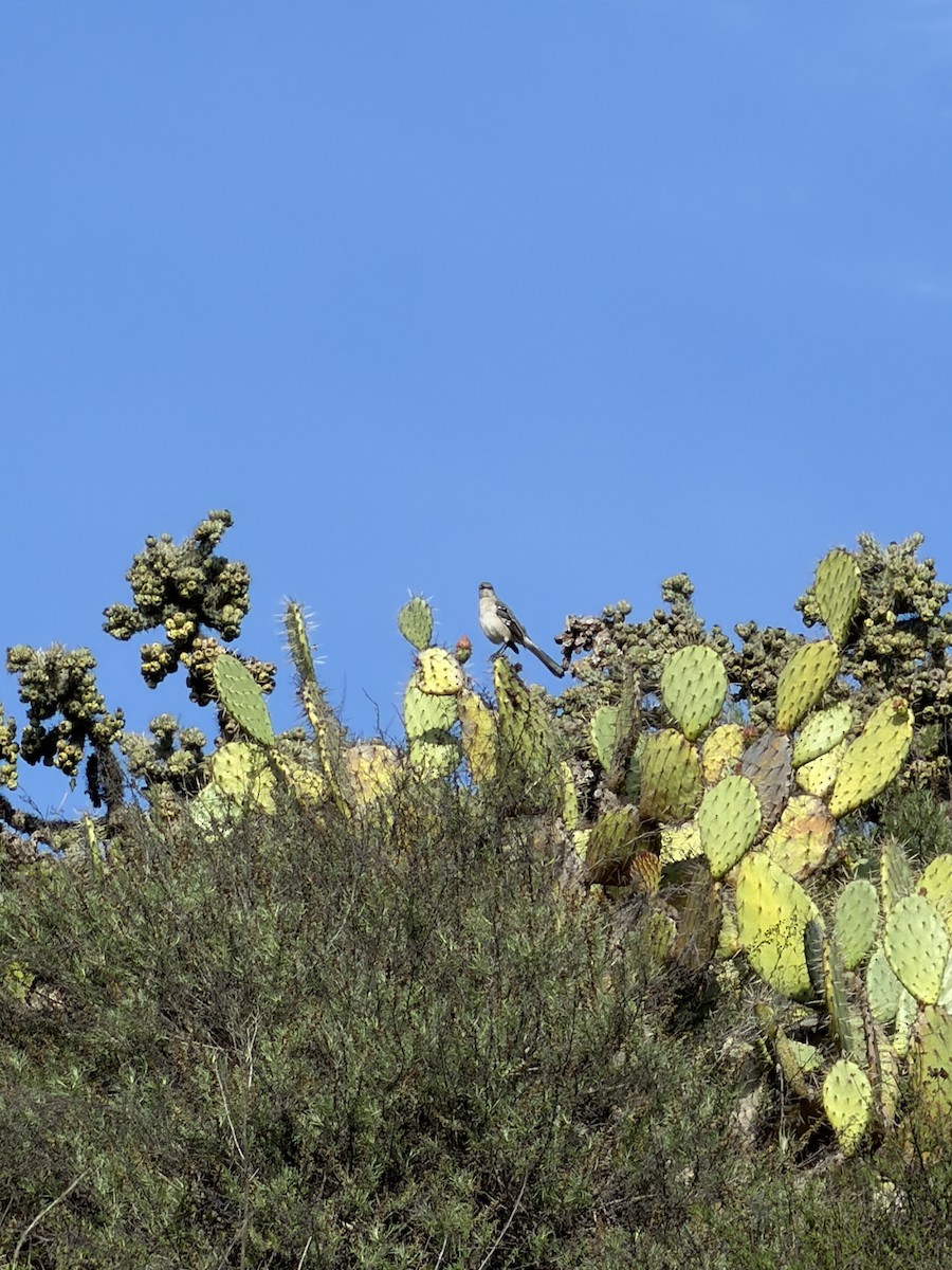 Northern Mockingbird - ML647423828