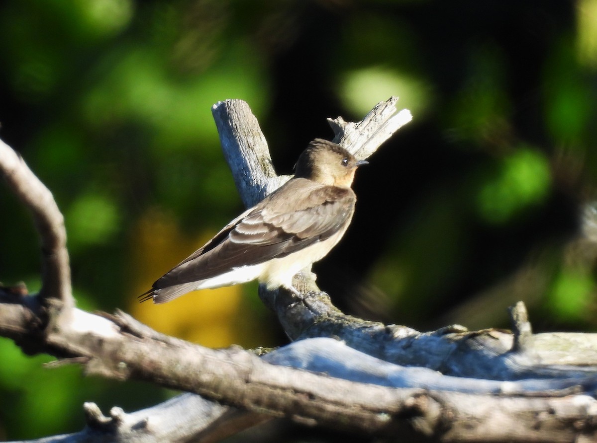 Southern Rough-winged Swallow - ML647423835