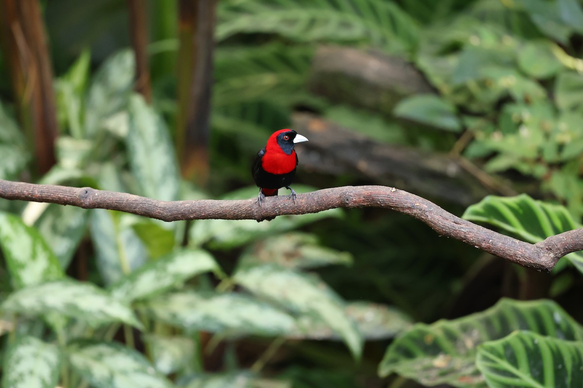Crimson-collared Tanager - ML647423853