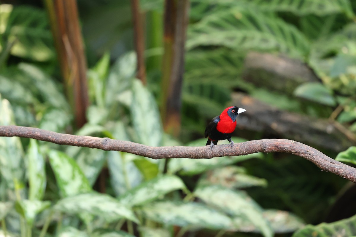 Crimson-collared Tanager - ML647423854