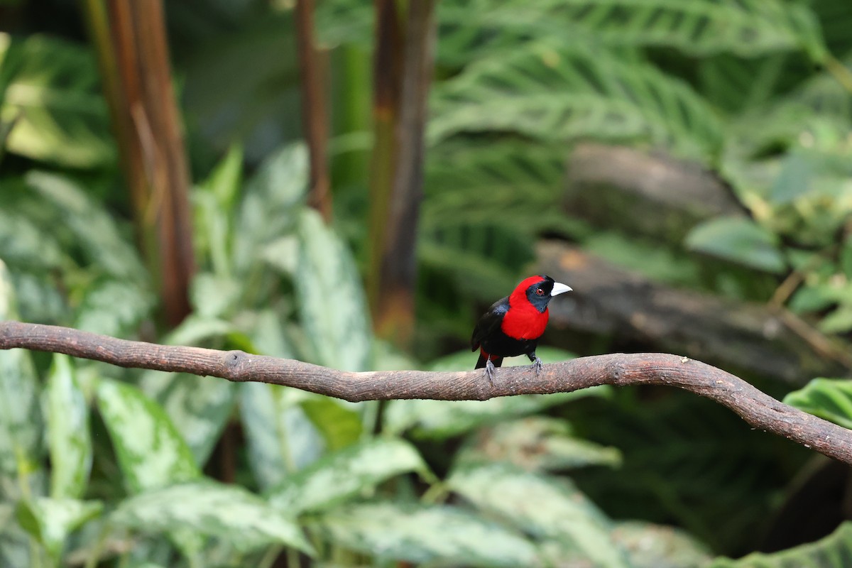 Crimson-collared Tanager - ML647423855