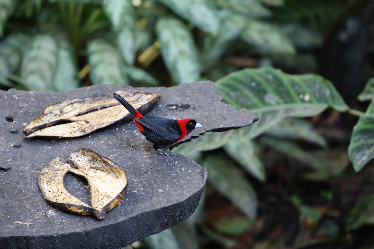 Crimson-collared Tanager - ML647423856