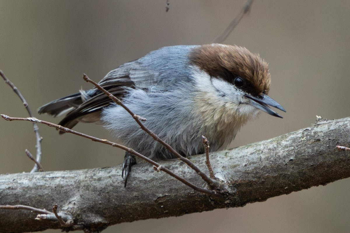 brhlík hnědohlavý - ML647423868