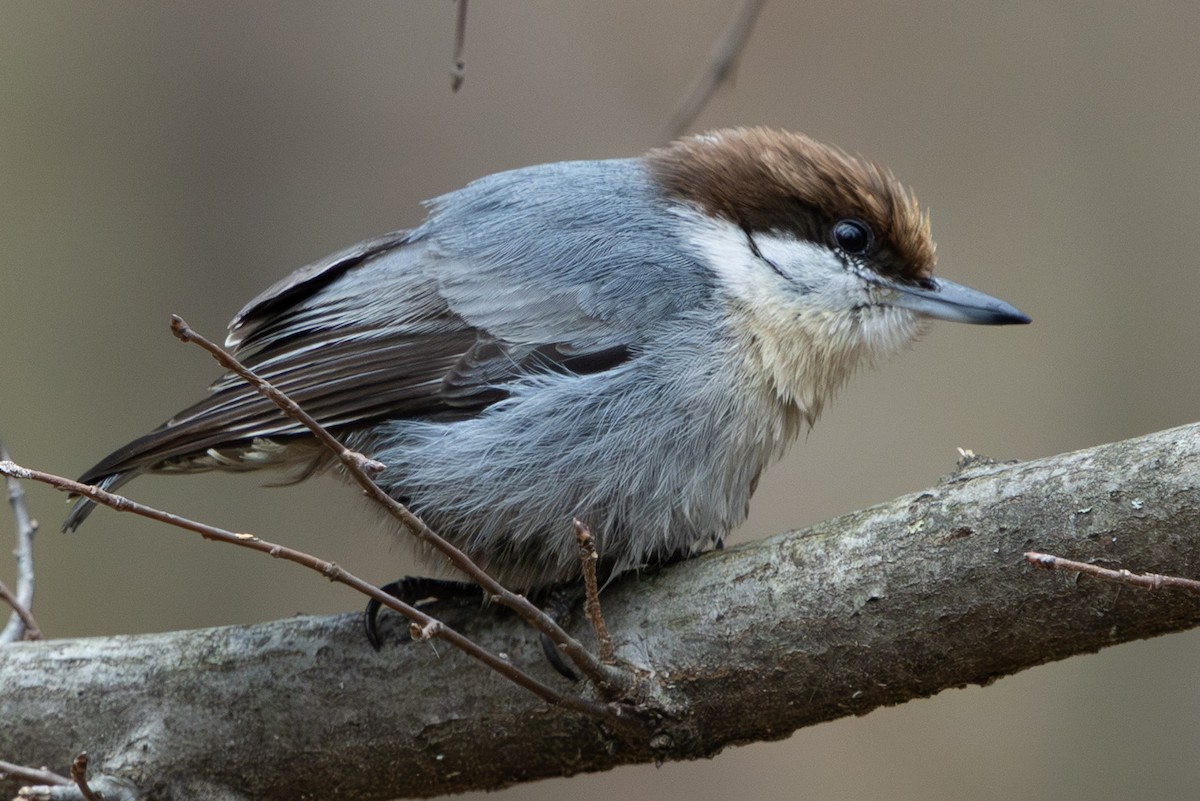 brhlík hnědohlavý - ML647423869