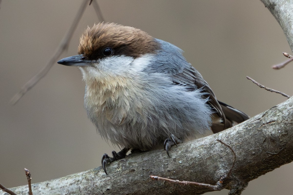 brhlík hnědohlavý - ML647423870