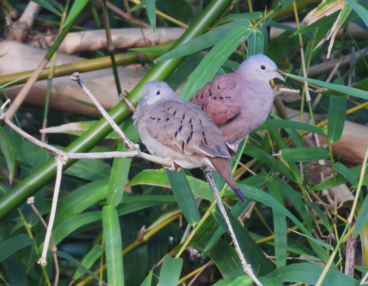 Ruddy Ground Dove - ML647423871