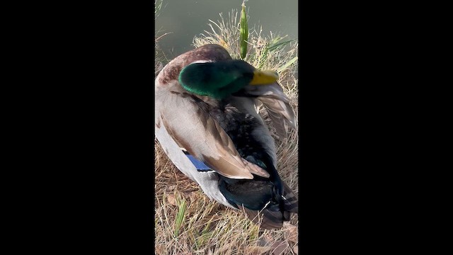 Mallard - ML647423883
