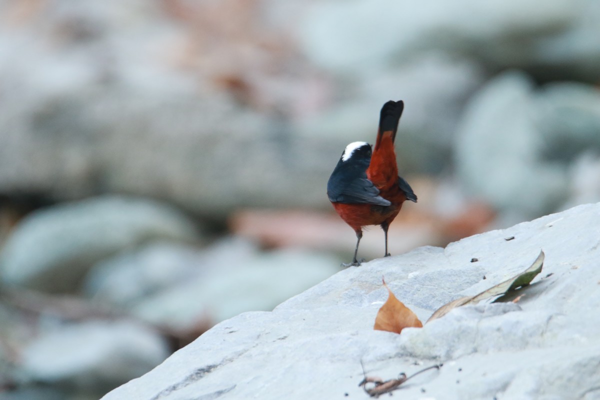 Горихвістка водяна - ML647423887
