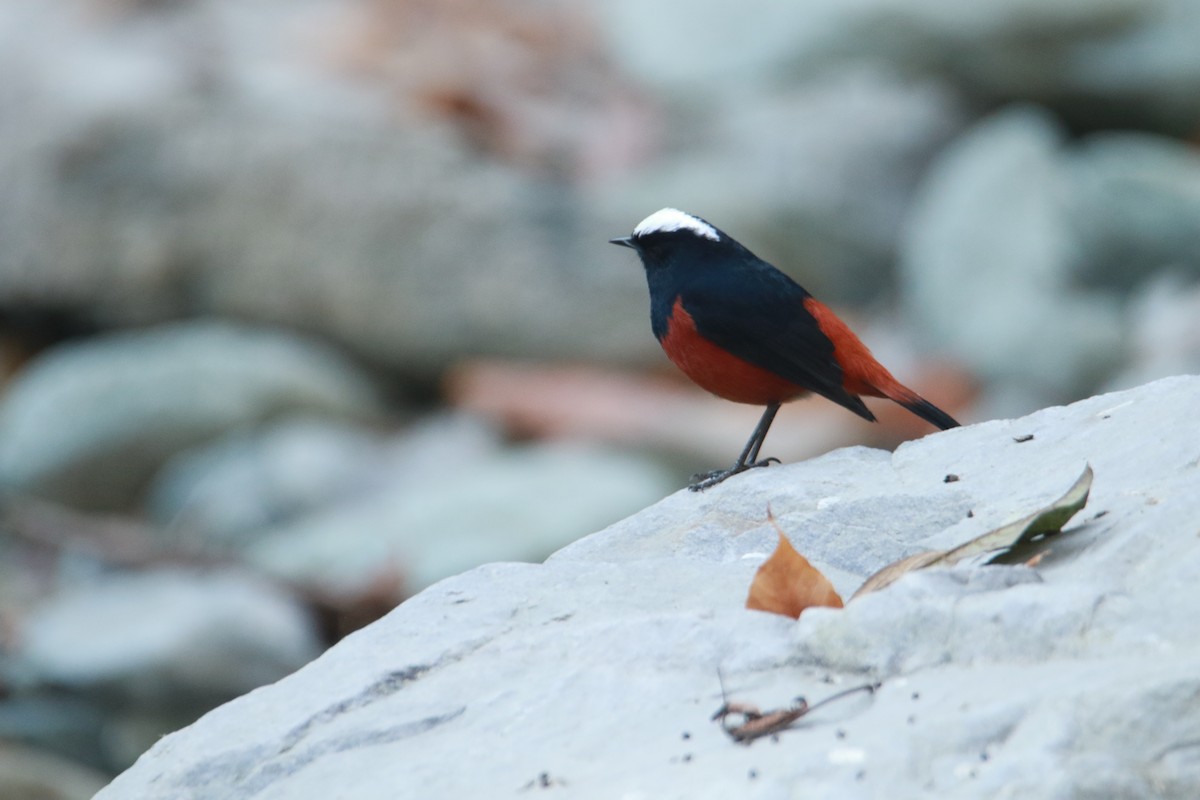 Горихвістка водяна - ML647423888