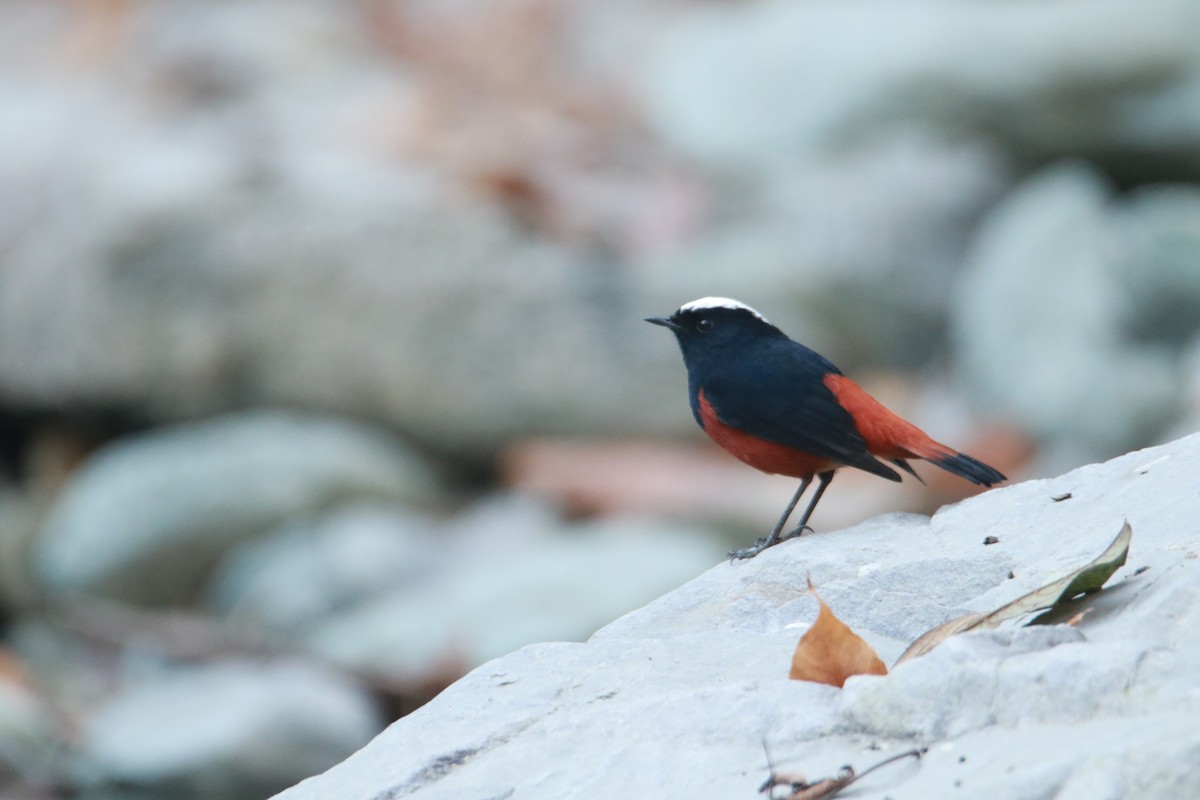 Горихвістка водяна - ML647423889