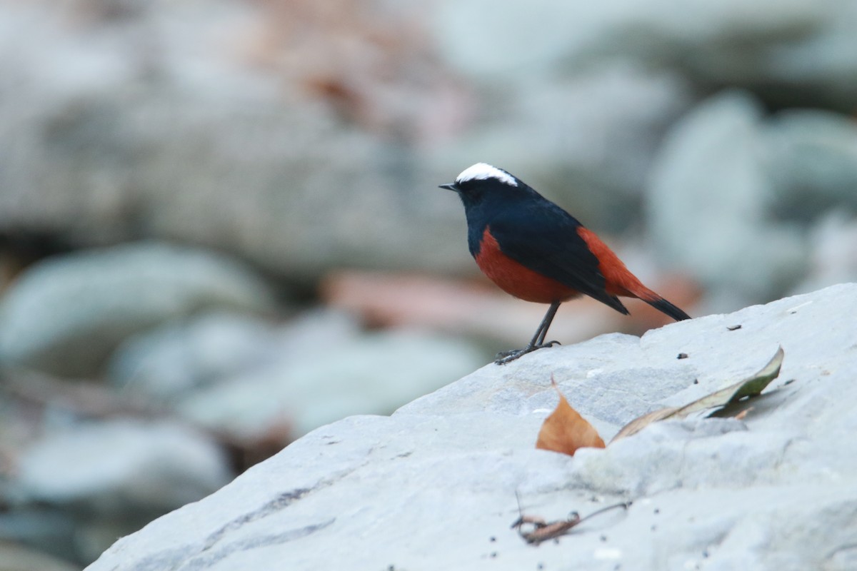 Горихвістка водяна - ML647423890
