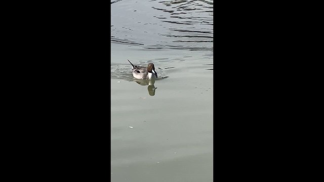 Northern Pintail - ML647423898