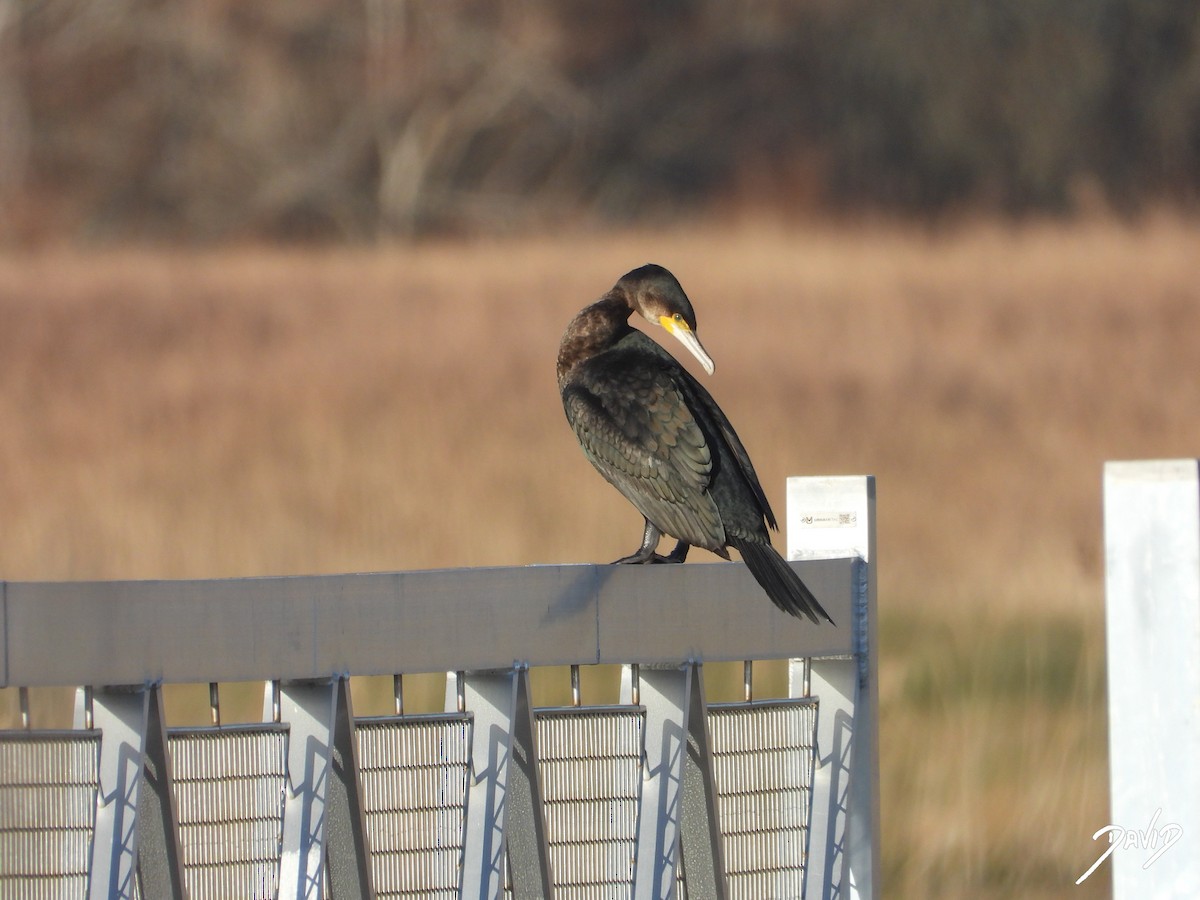 storskarv - ML647423925