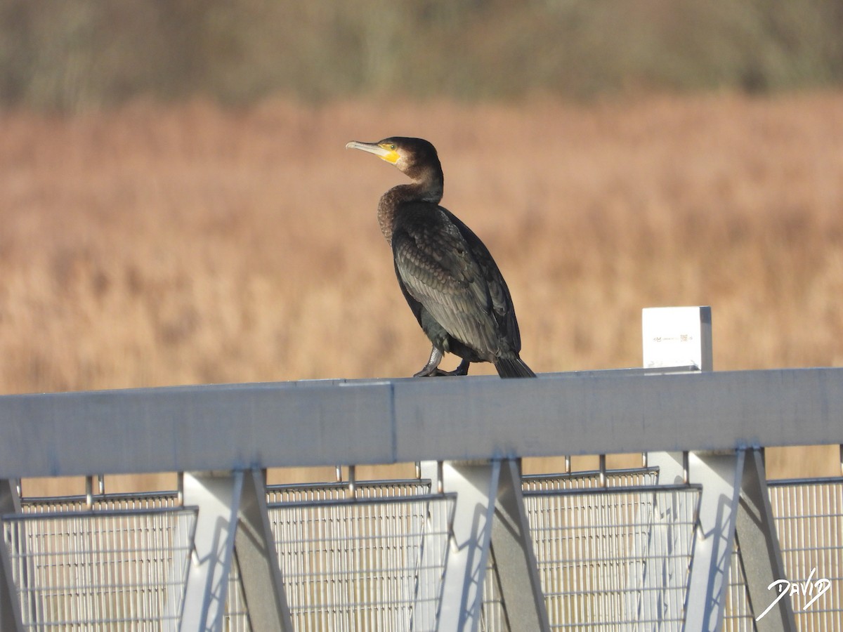 storskarv - ML647423926