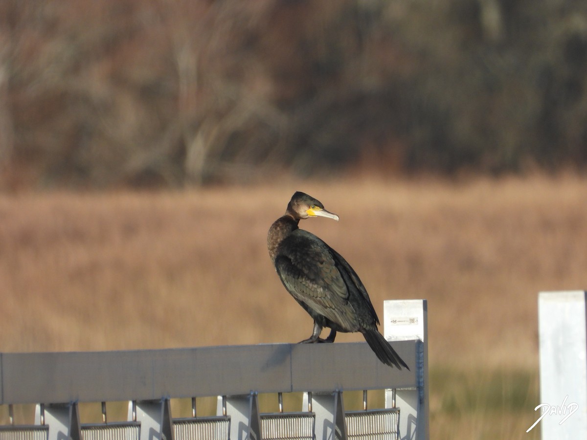 storskarv - ML647423927