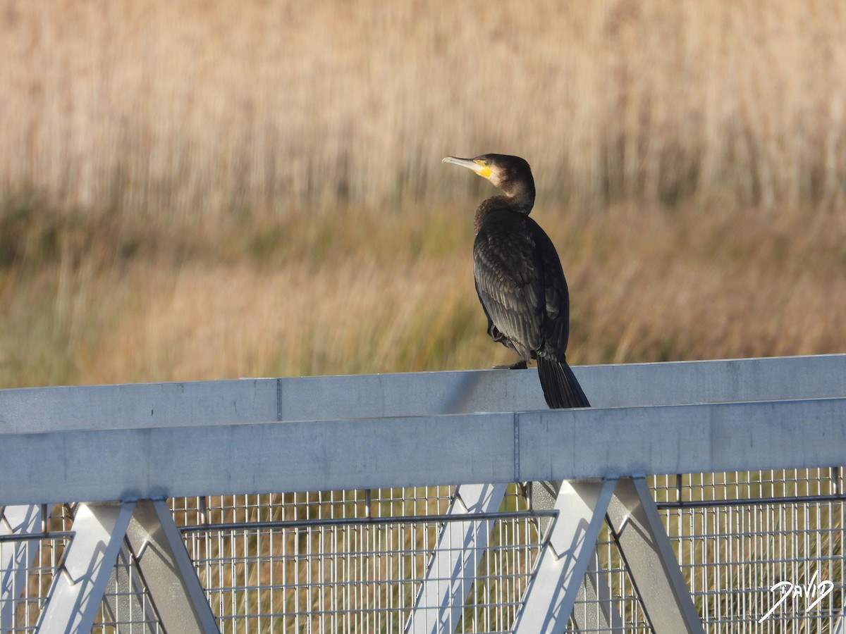 storskarv - ML647423928