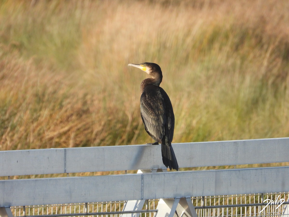 storskarv - ML647423929