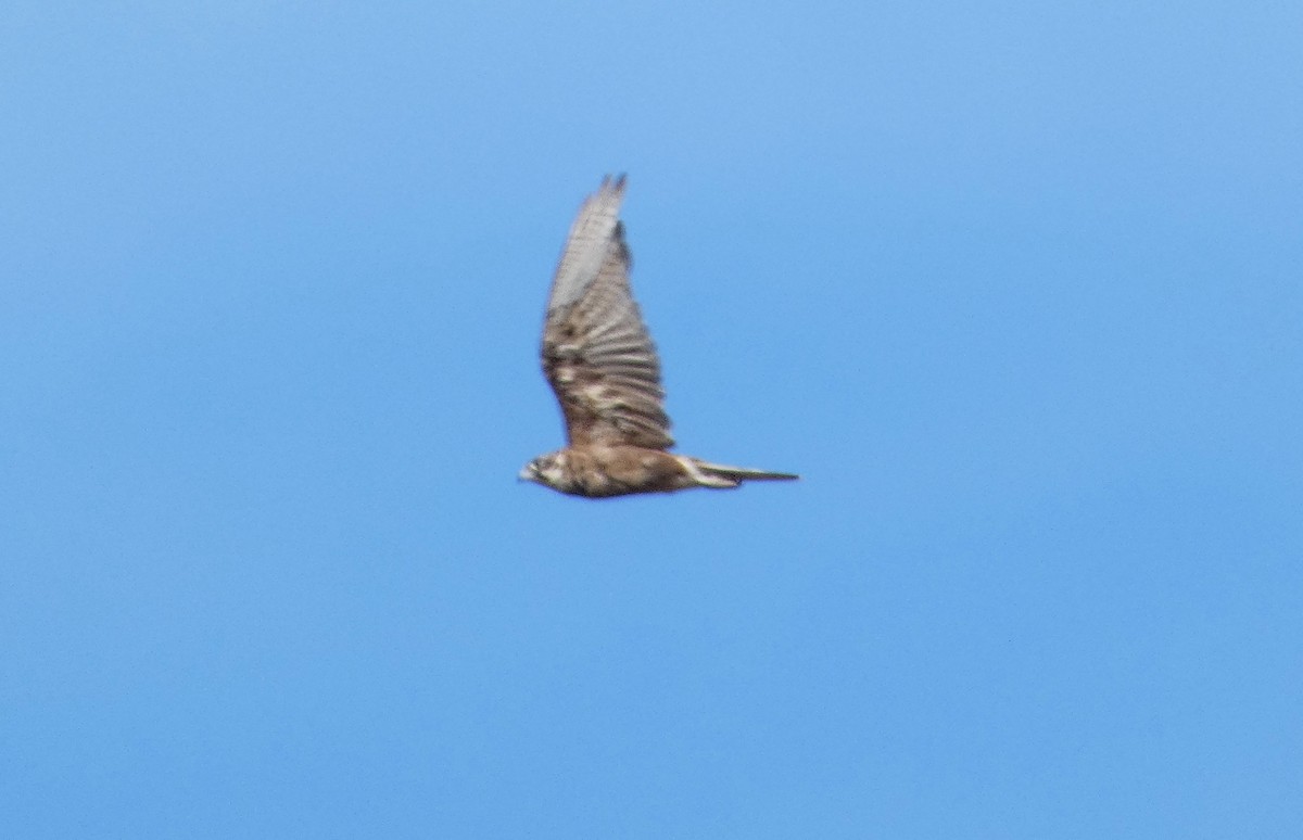 Brown Falcon - ML647423936