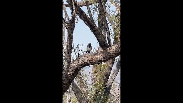 Black-throated Sparrow - ML647423937