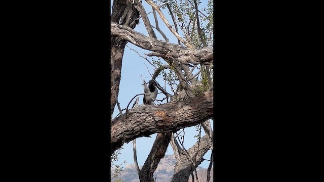 Black-throated Sparrow - ML647423938