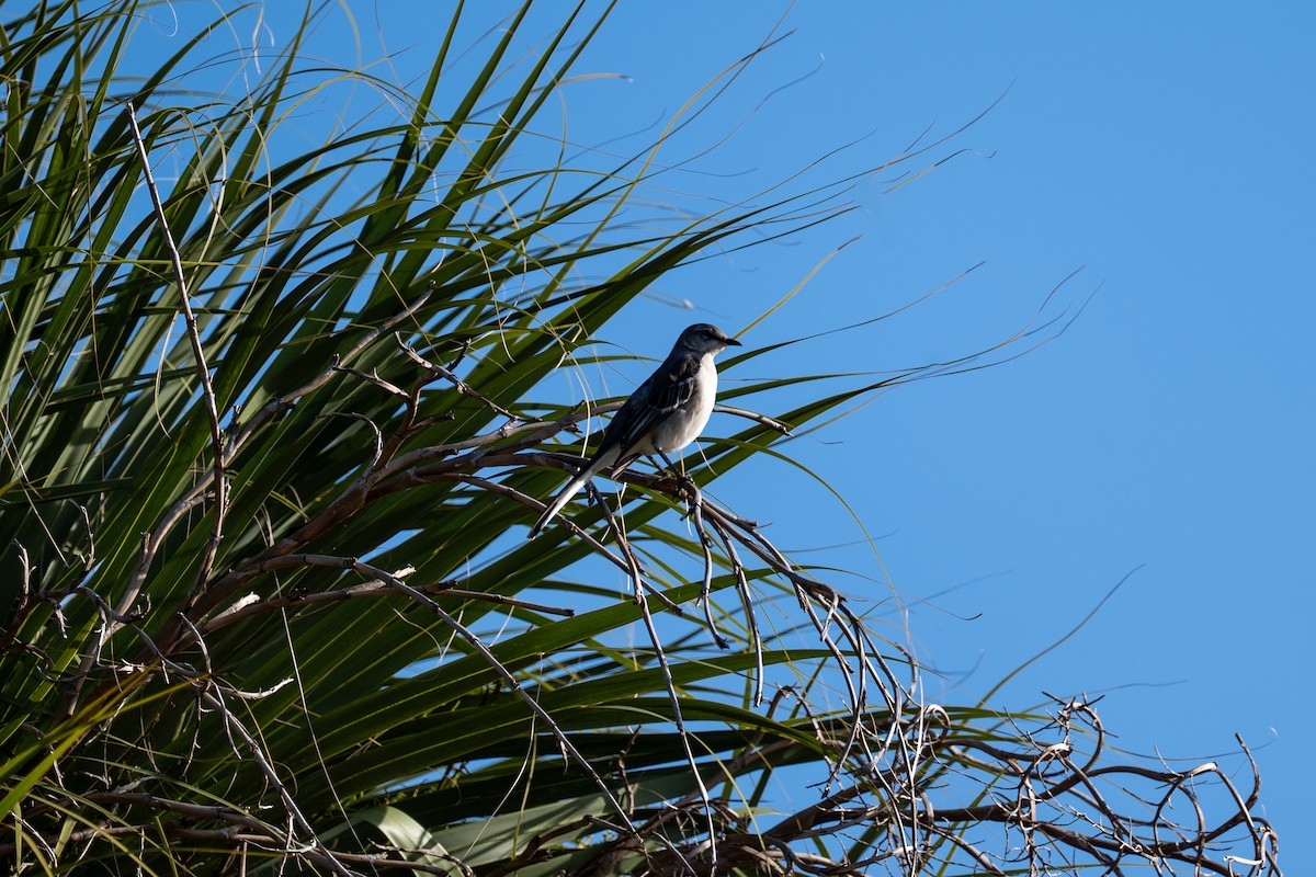 Northern Mockingbird - ML647423953