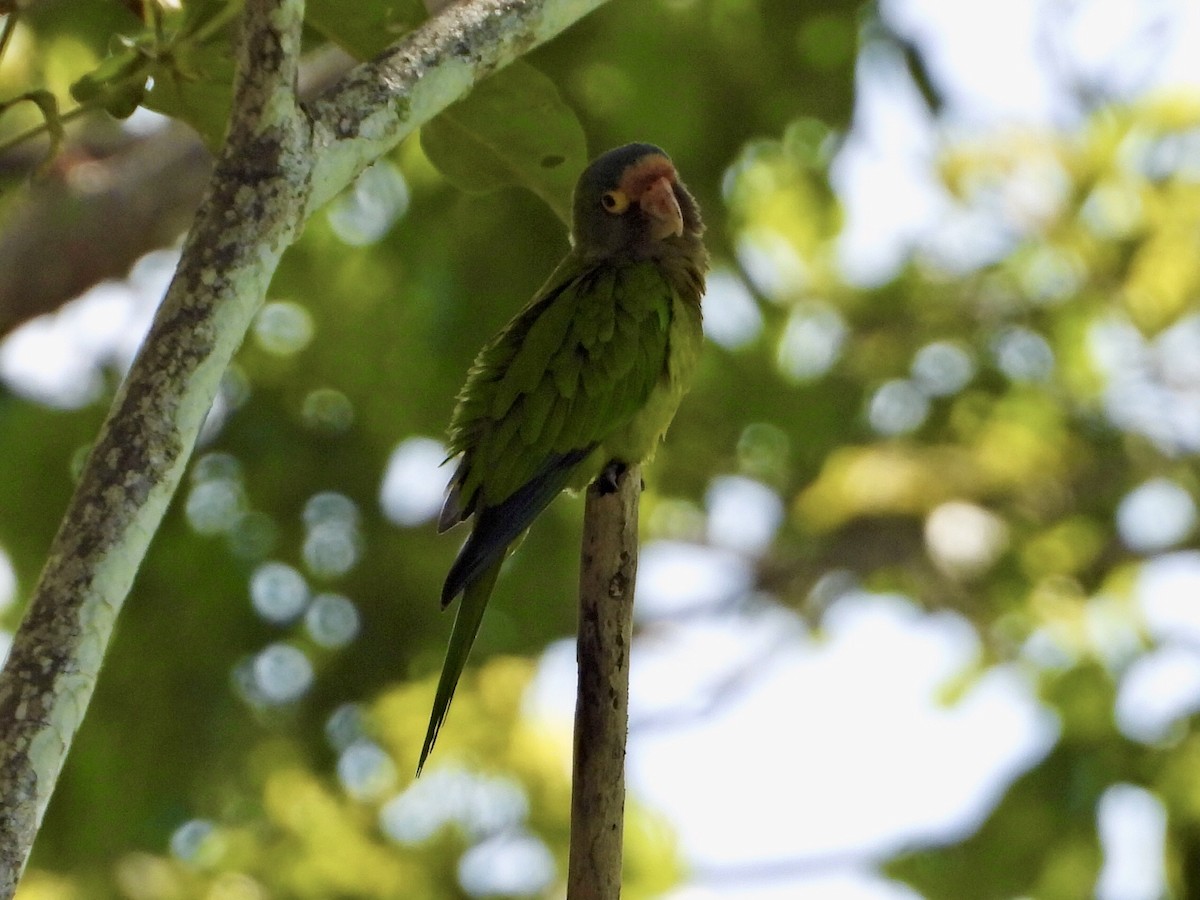 Orange-fronted Parakeet - ML647423956