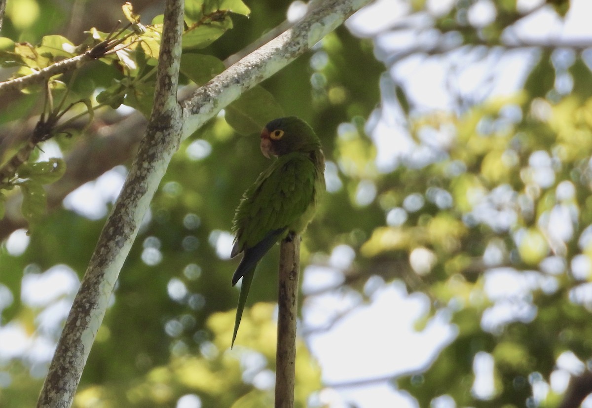 Orange-fronted Parakeet - ML647423957