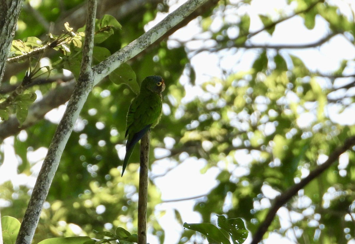 Orange-fronted Parakeet - ML647423958